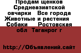 Продам щенков Среднеазиатской овчарки - Все города Животные и растения » Собаки   . Ростовская обл.,Таганрог г.